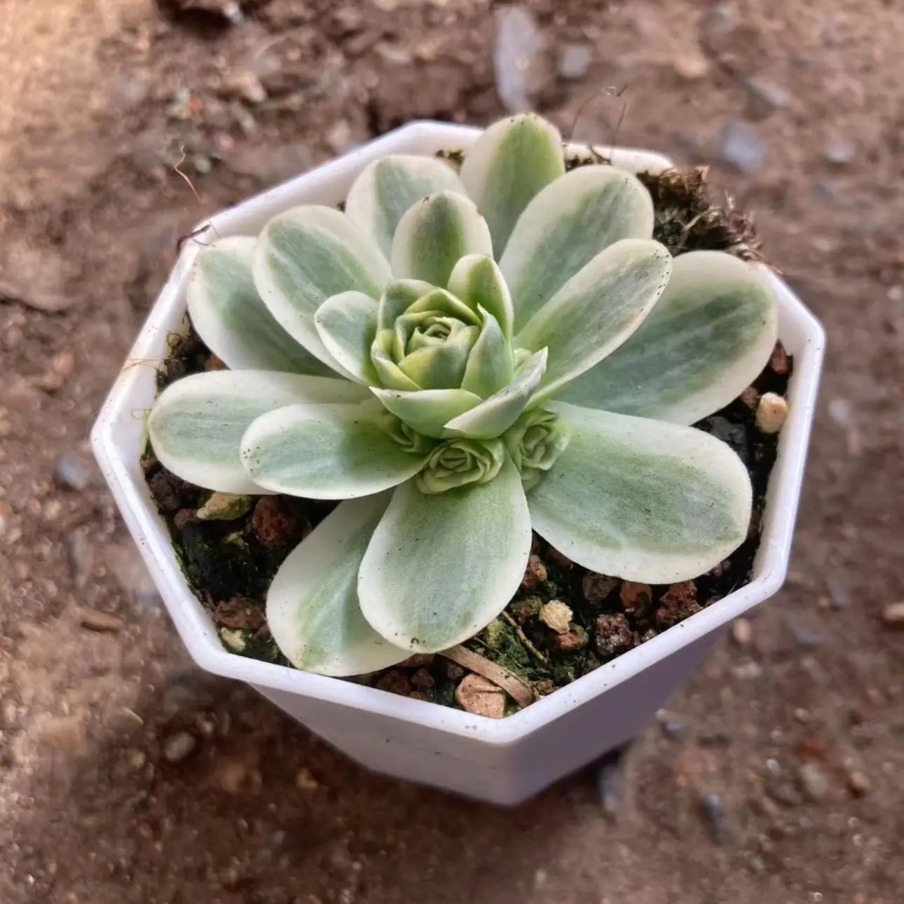 玫瑰锦七方八角盆多肉植物适合阳台办公室摆放