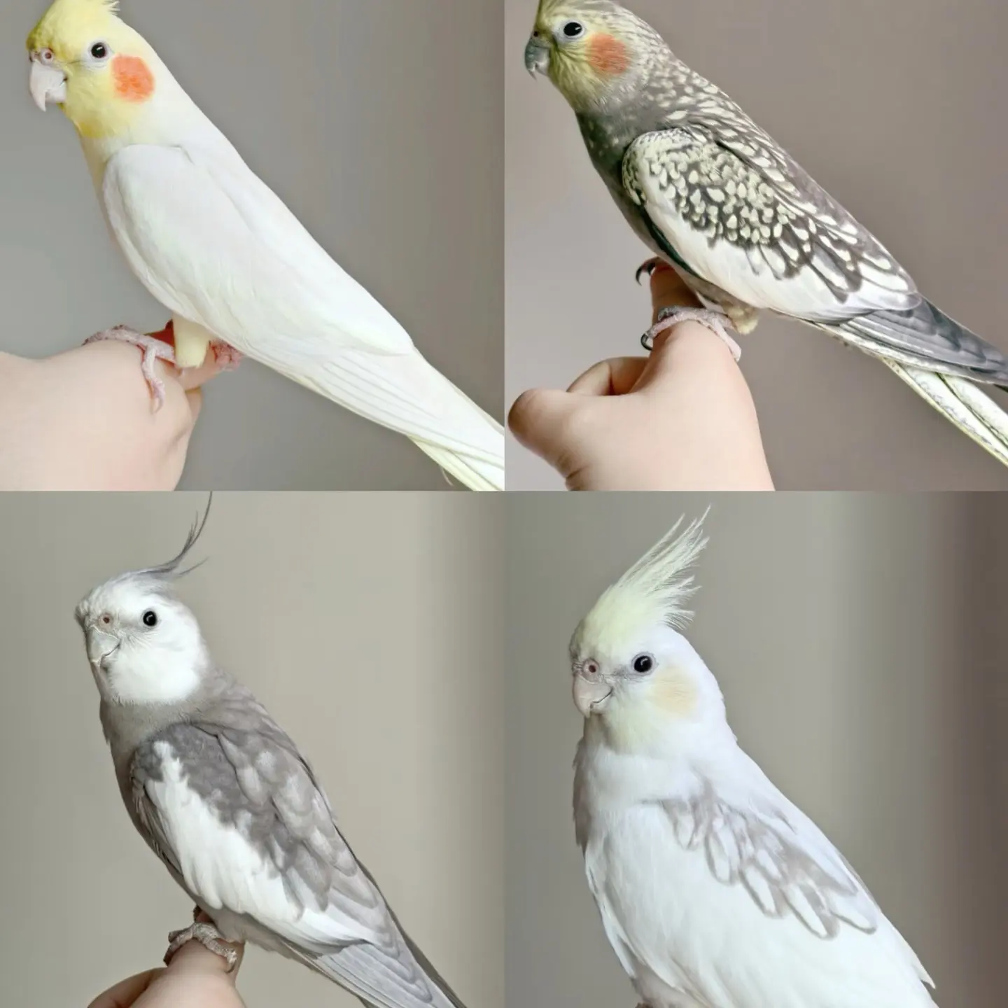 手养玄凤鹦鹉活体亲人粘人可学说话黄化原始灰珍珠