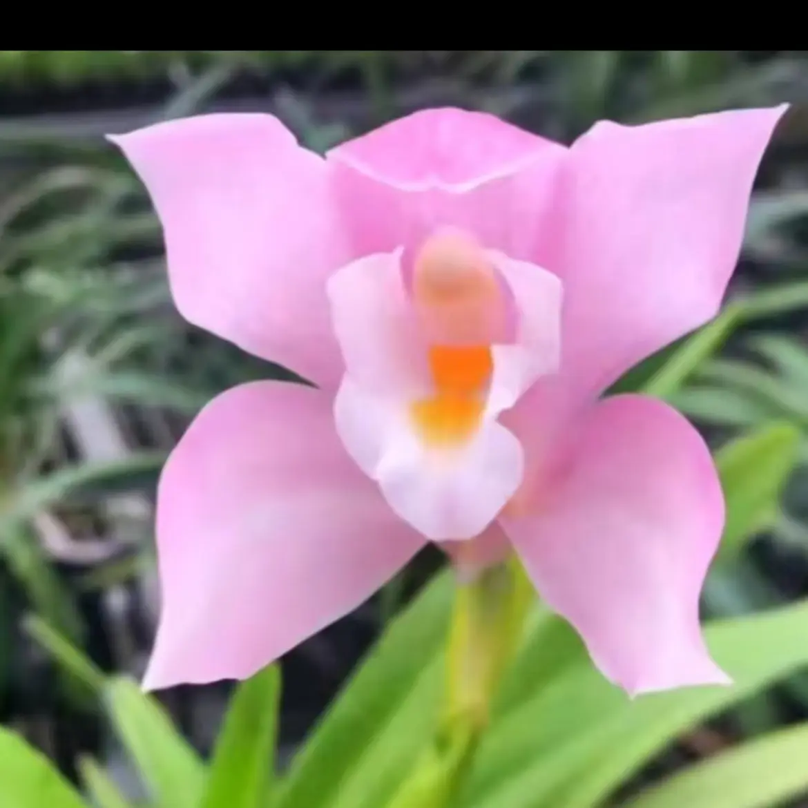 禾田独占春虎头兰花大有香味适合庭院阳台种植