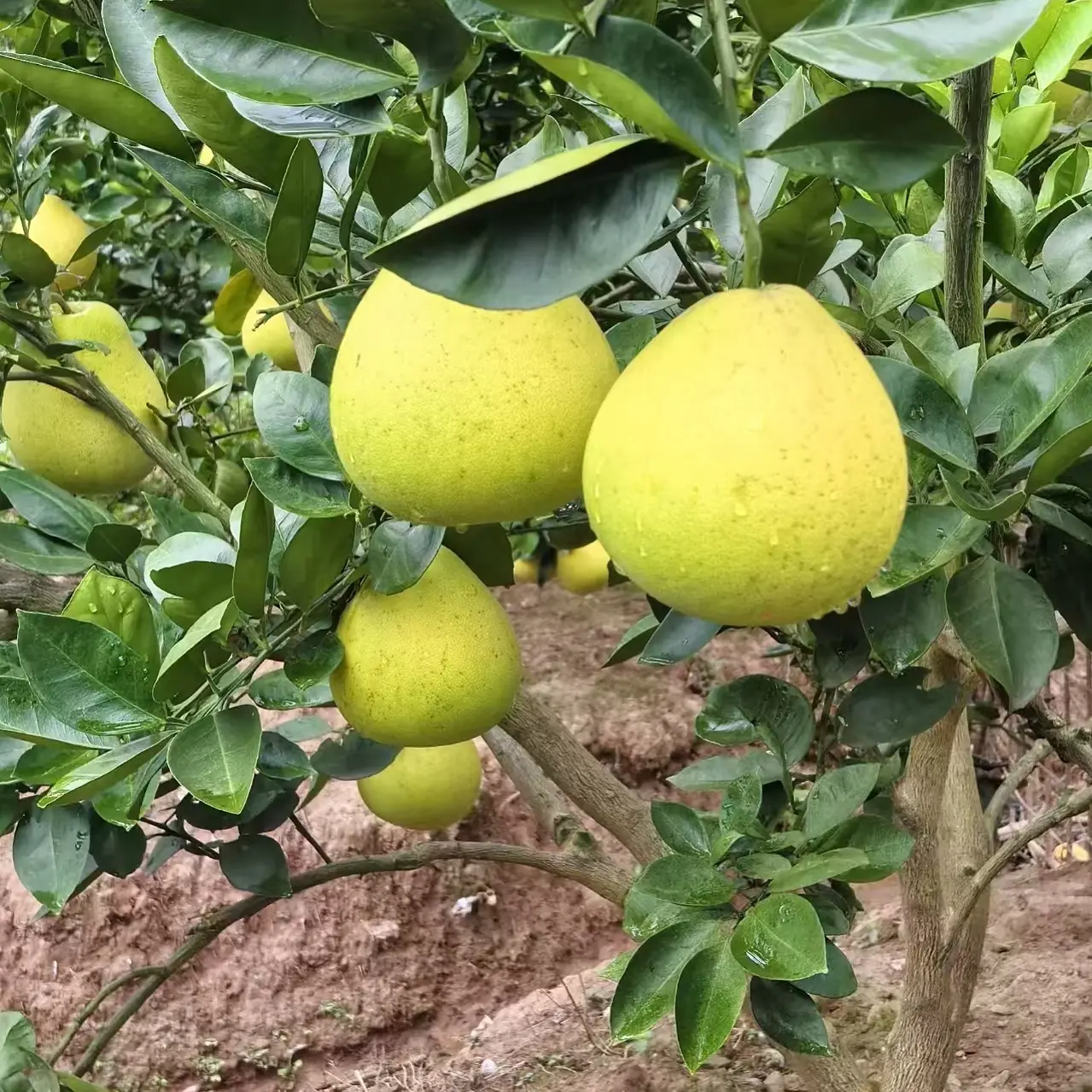 香柚、雪峰柚、麻麻柚，老树小苦柚微苦回甘新鲜多汁