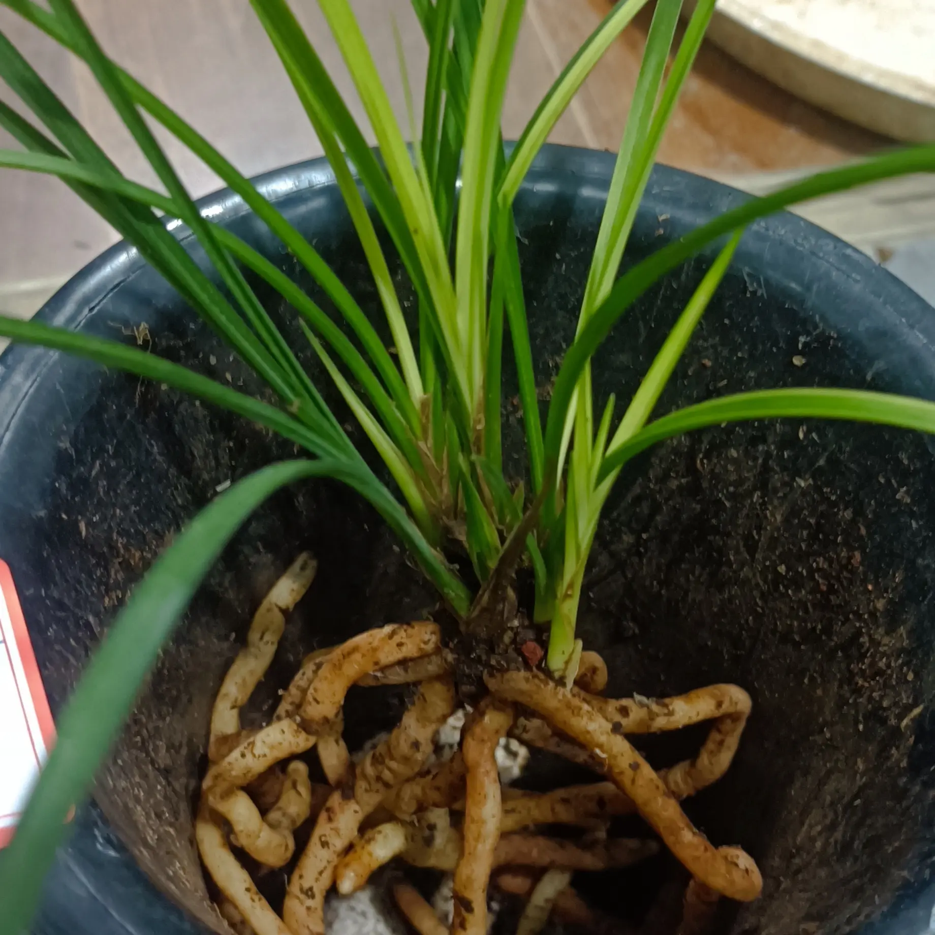 直播兰花适合茶室文雅摆放盆栽名品兰草