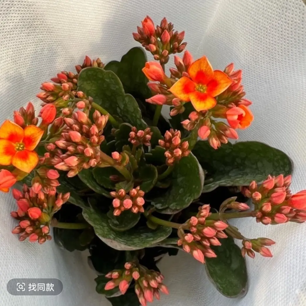 长寿花（流光溢彩）110盆  单瓣稀有品种