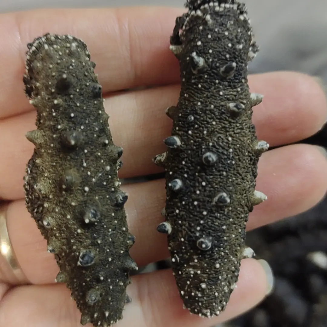 大连野货高品质干海参精品顺丰包邮