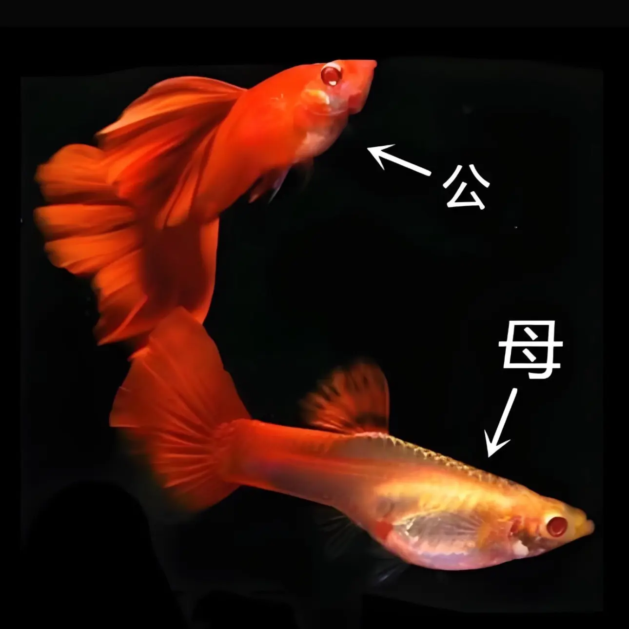 （大背血红）纯种易繁殖小型热带淡水观赏孔雀鱼好养易活