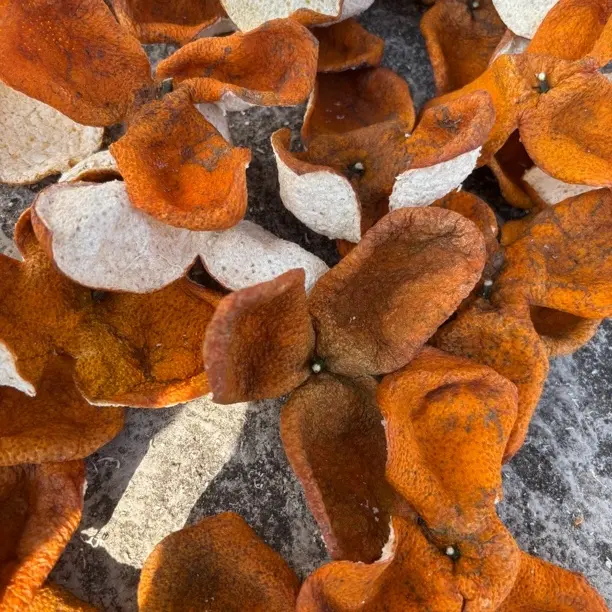 2025年广西浦北冬后狗腩皮（自然生晒/）