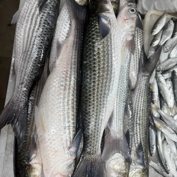 湛江本港新鲜野生大条乌头鱼 