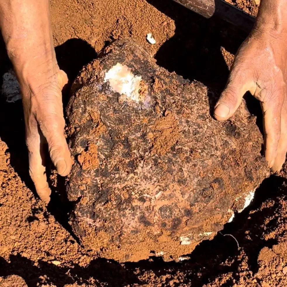 云南深山现挖新鲜老树茯苓产地直发煲汤煮粥煮水泡养生茶云南特产