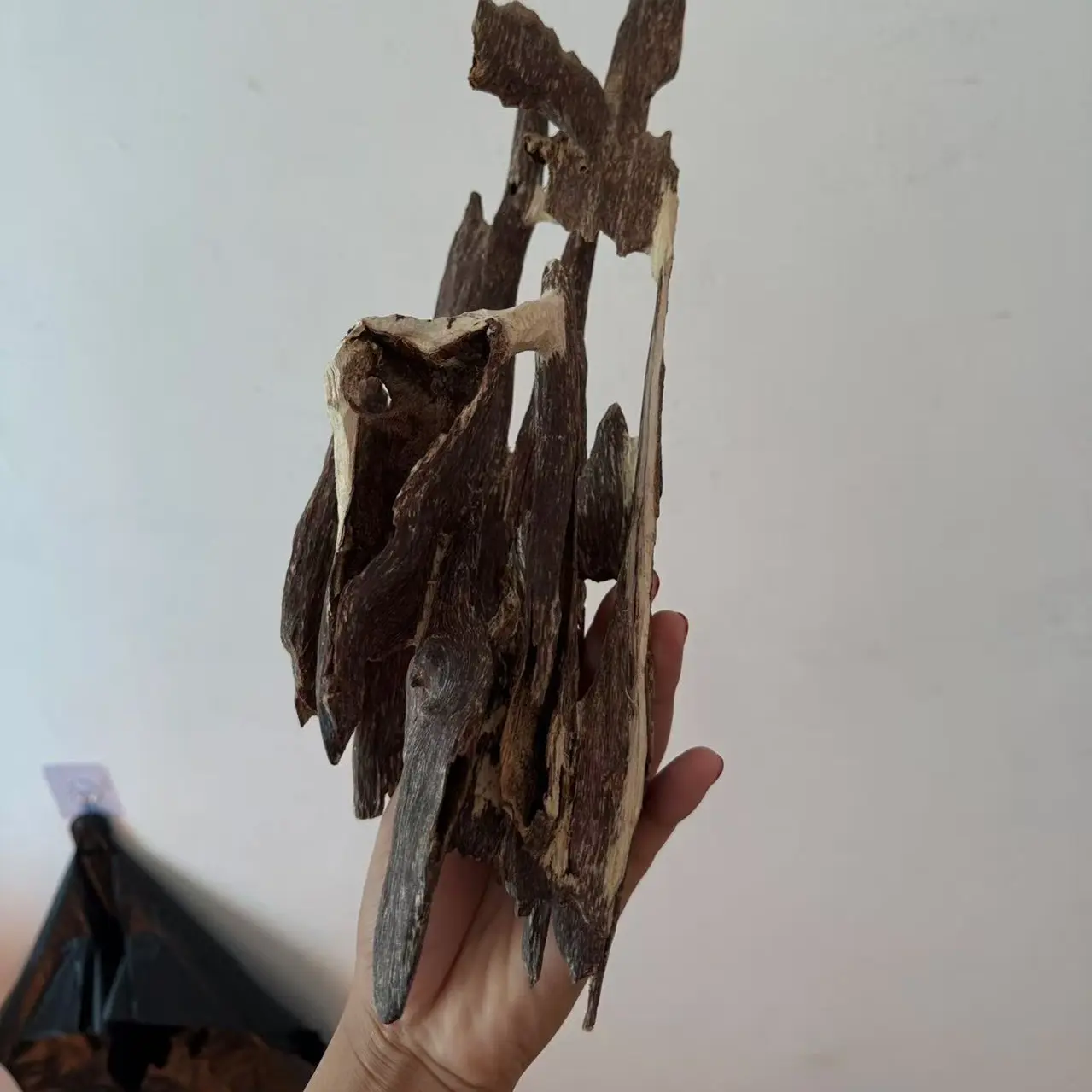 沉香海南黑油虫漏壳子