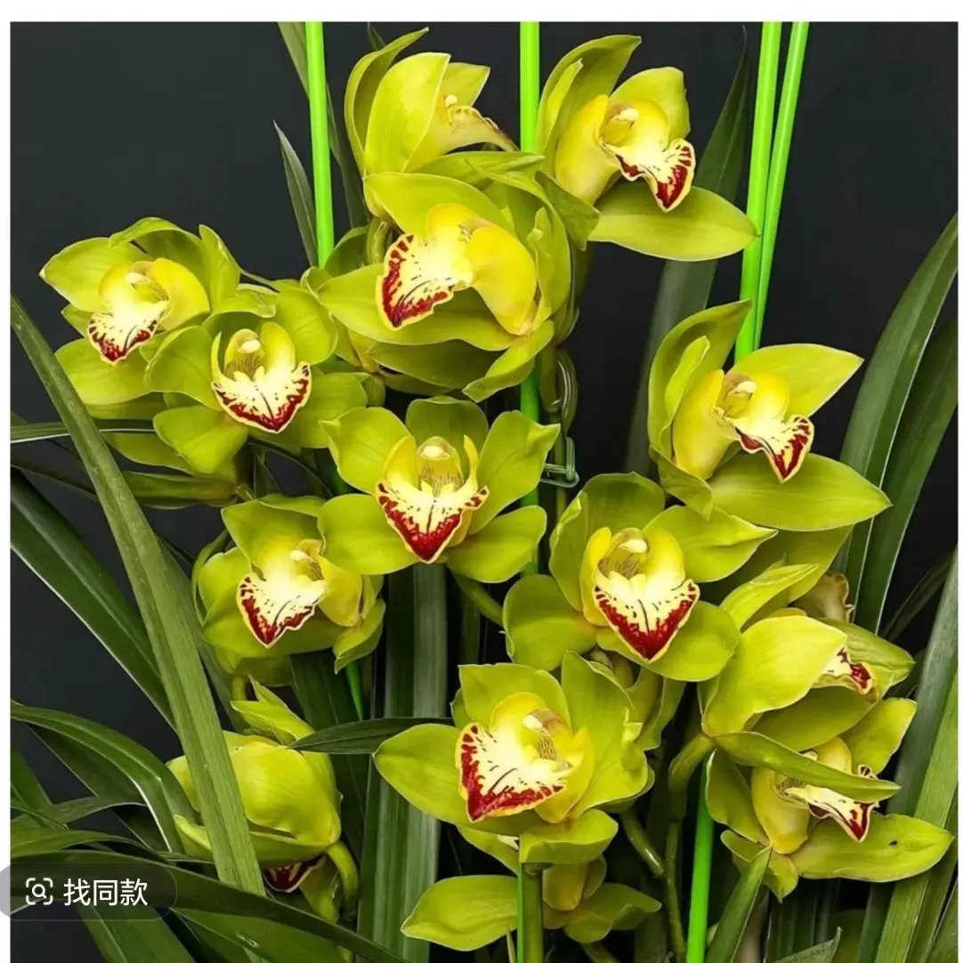 大花蕙兰带花苞室内种植好养易活高端精品绿植花卉盆栽