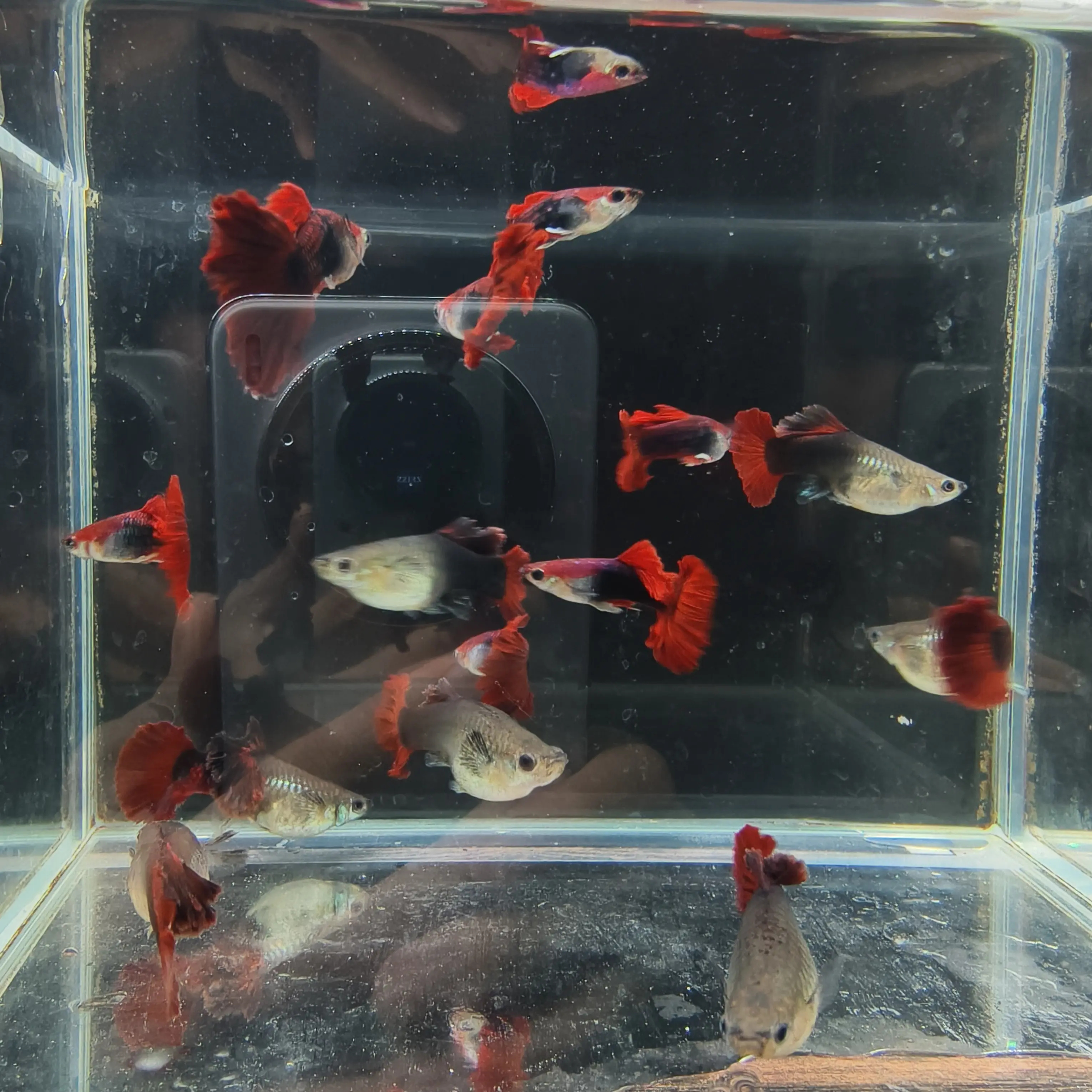 【菊花帆折扇大种鱼】孔雀鱼小型热带淡水观赏鱼活体好养耐活适合新