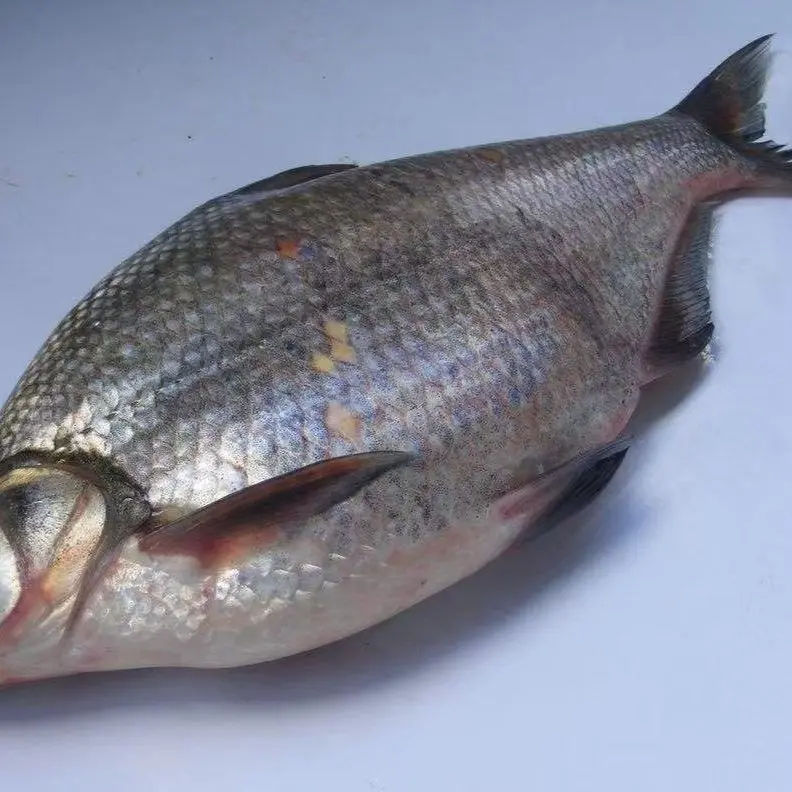 查干湖镇雪姐野生鱼，扁花鱼6斤