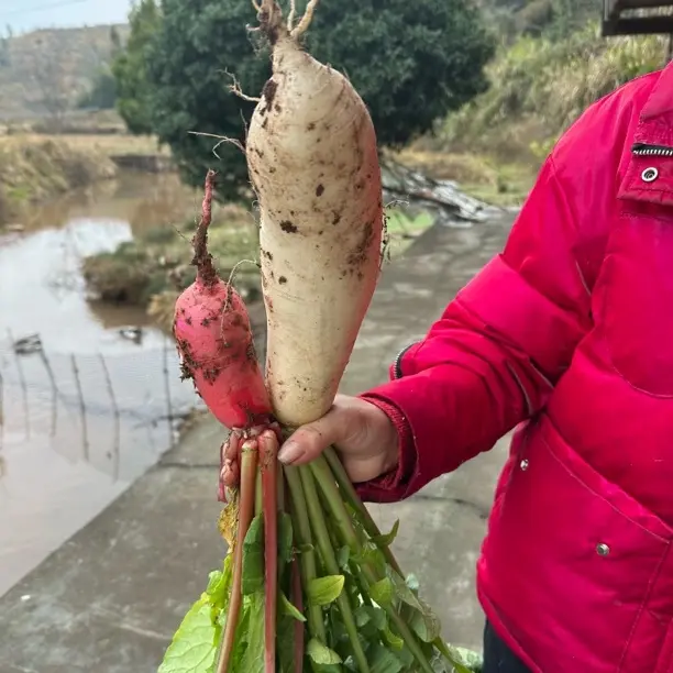 本地农家自制红皮白心萝卜条