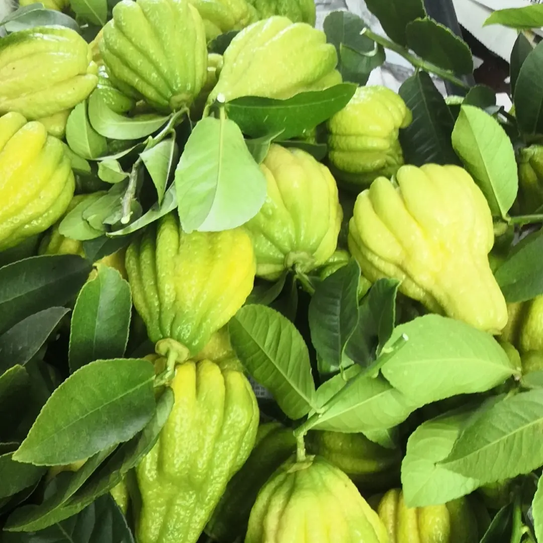 新鲜佛手佛手果佛手花四川佛手水培干摆观赏正宗佛手柑清香绿植