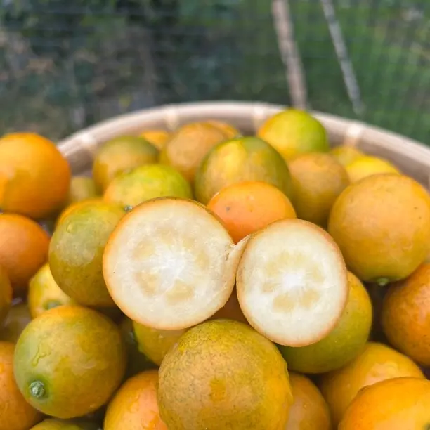 广西融安脆蜜金桔新鲜现摘无酸应季水果第三代