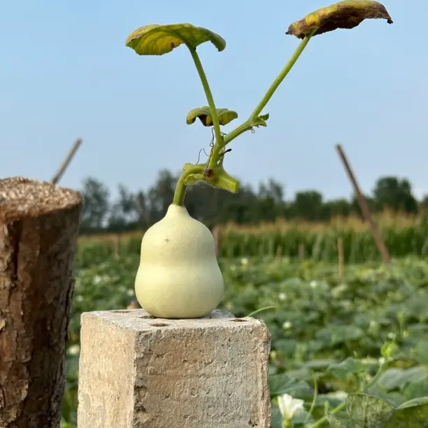 天然青皮小葫芦精品八宝葫芦通货微瑕葫芦运输过程中不保龙头