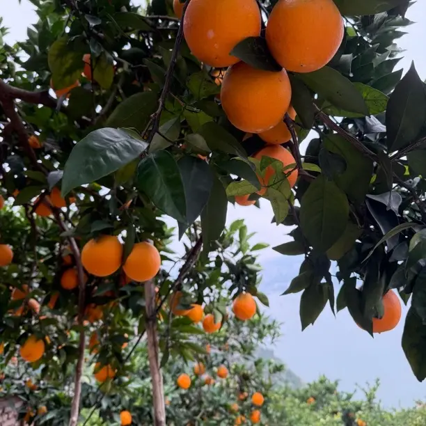 正宗奉节脐橙奉节特产甜橙子果园直发新鲜应季孕妇水果坏果包赔