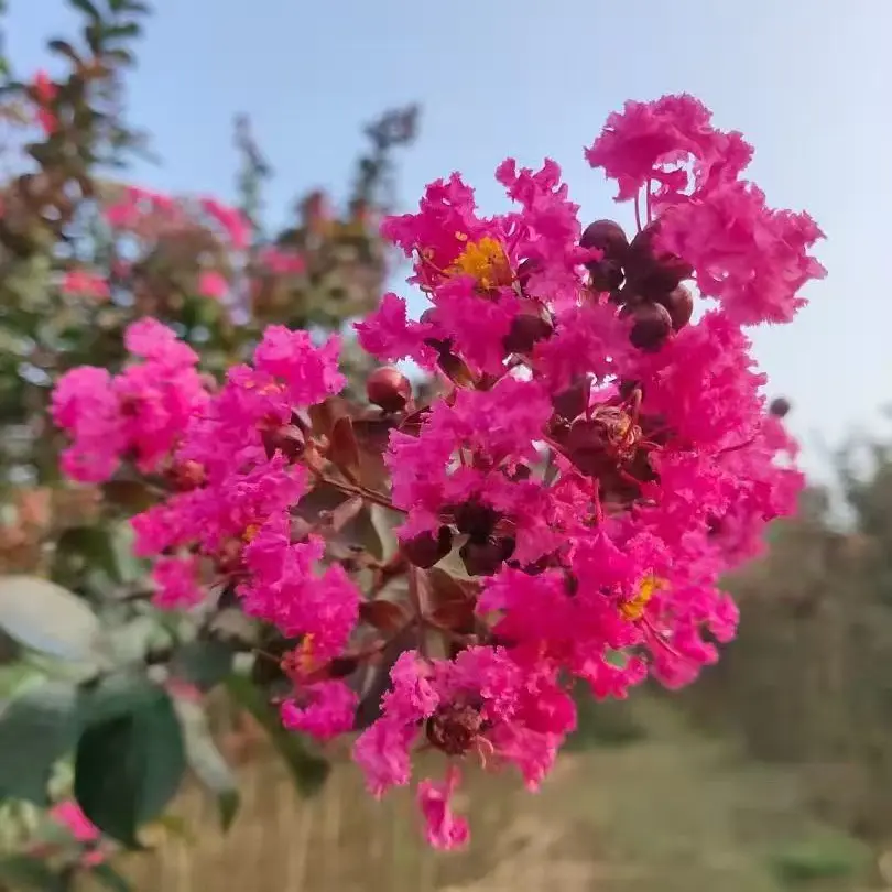 耐寒紫薇盆栽耐热耐晒花期长多年生木本阳台庭院绿植