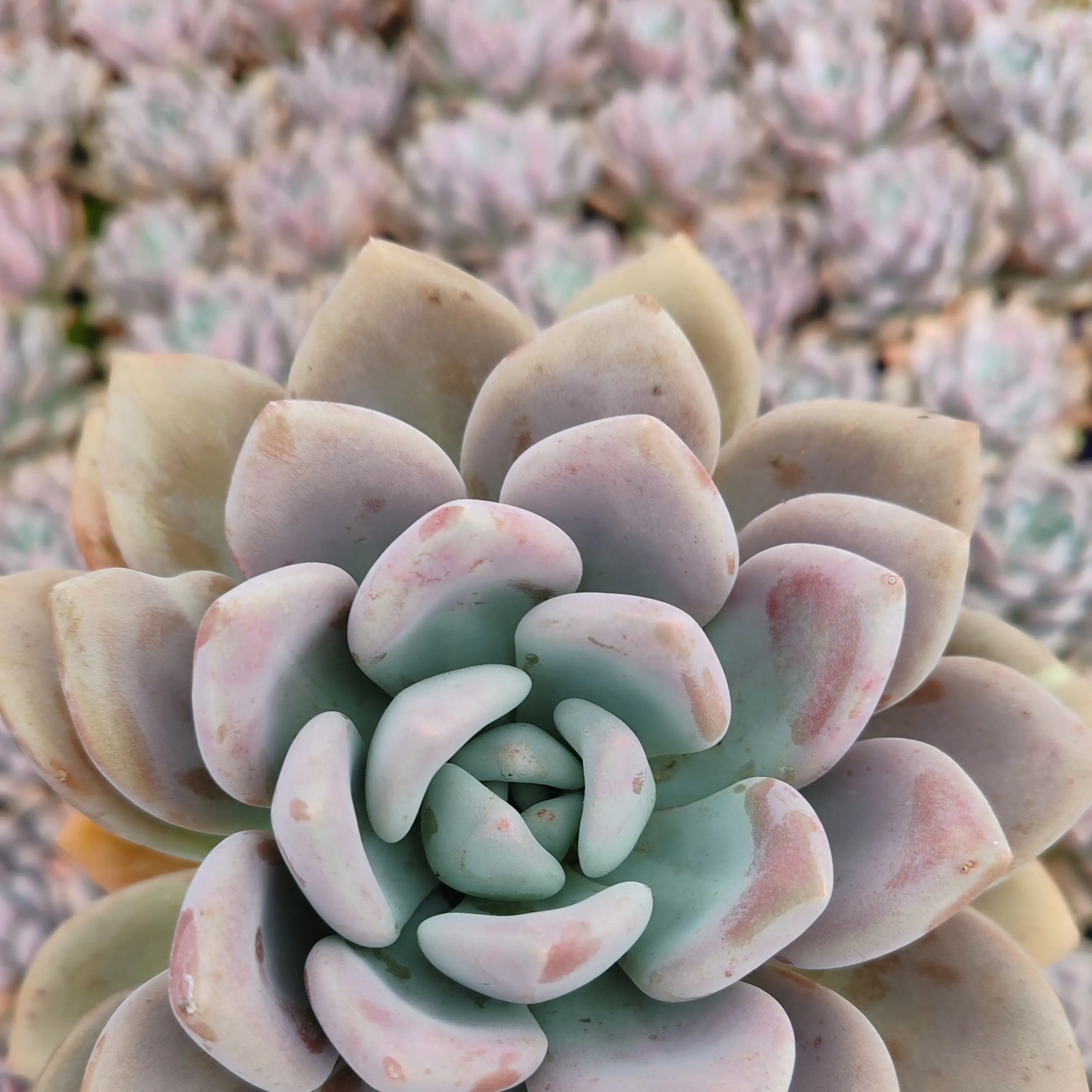 奥普琳娜多肉植物圆胖好养15厘米左右拍一发二