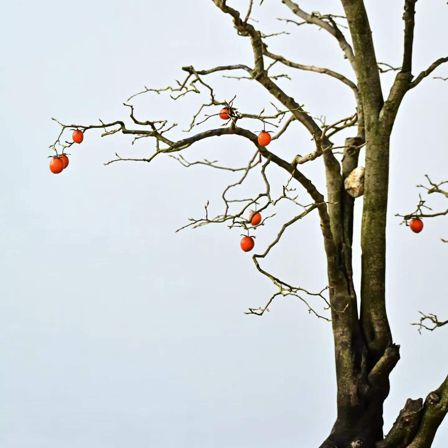 老鸦柿盆景素材（直播间专用 单买无效）