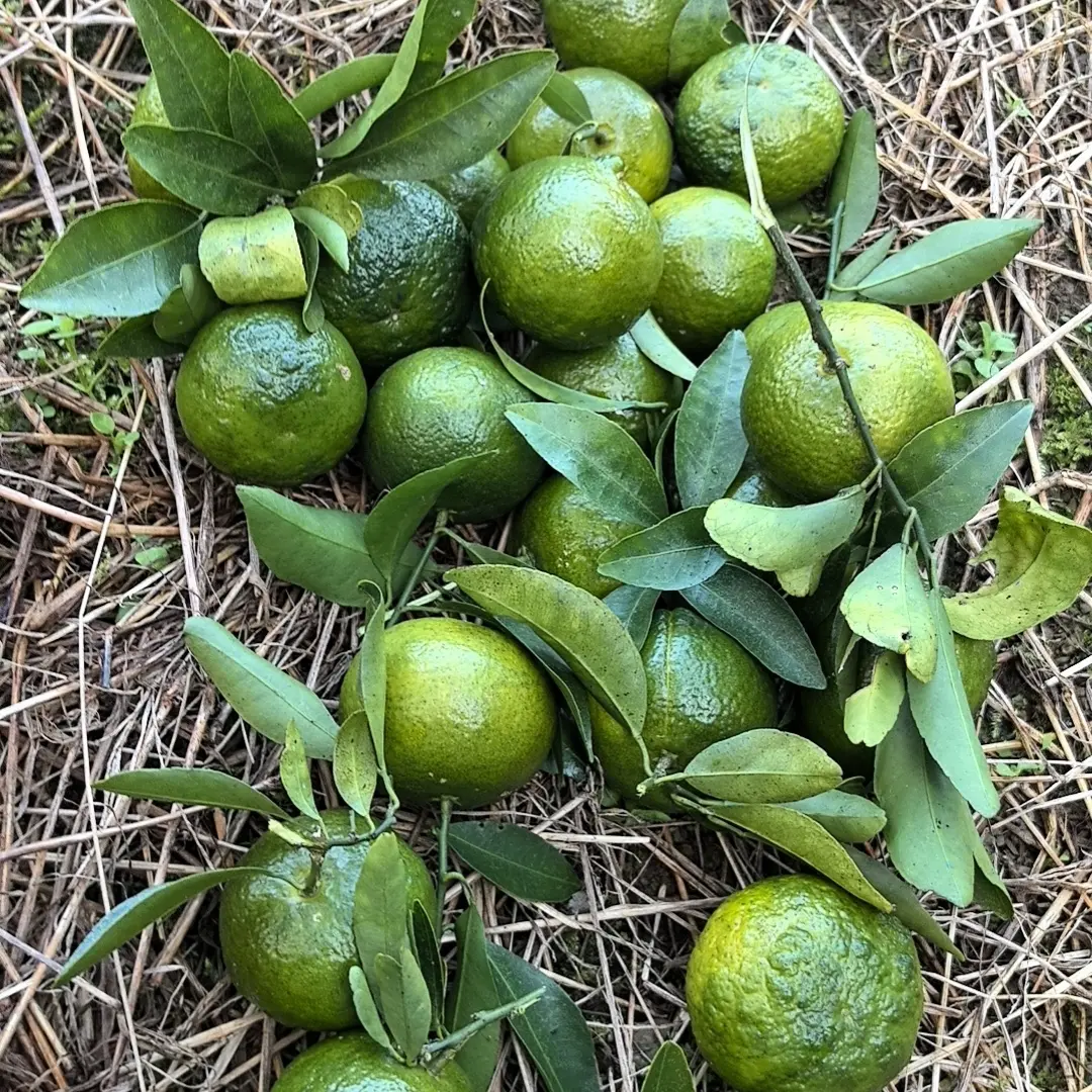 湖南湘西清香蜜橘橘子清甜多汁新鲜现采现发包邮皮薄易剥果肉细腻