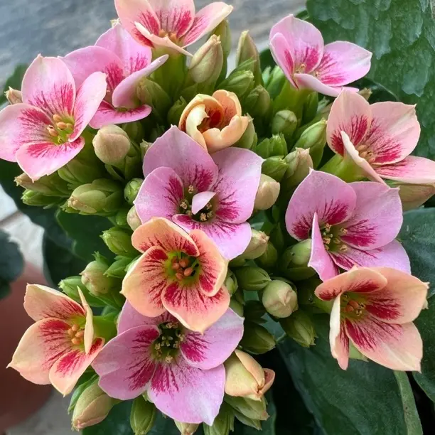 长寿花-（诗雨）130盆  生花苞