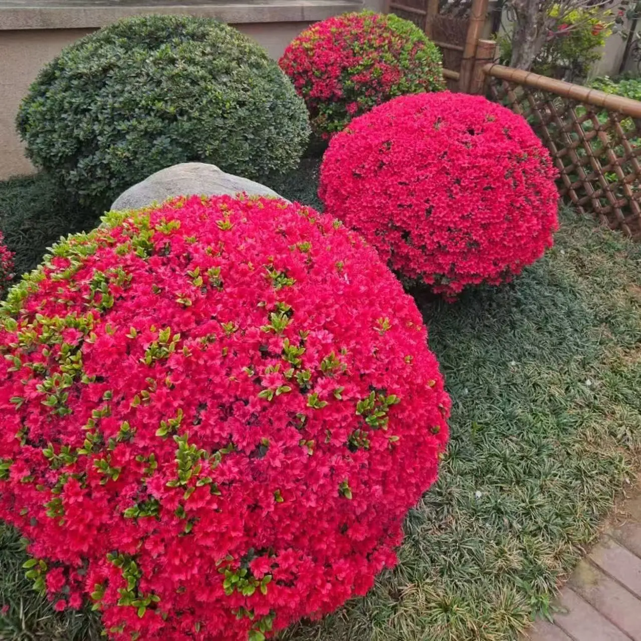精品杜鹃丹东球种球园林景观球耐寒耐热阳台庭院四季常青常绿