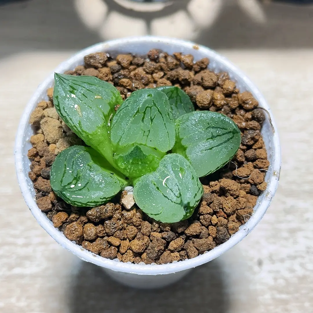 虞美人寿十二卷新手好养多肉植物室内盆栽带盆带土