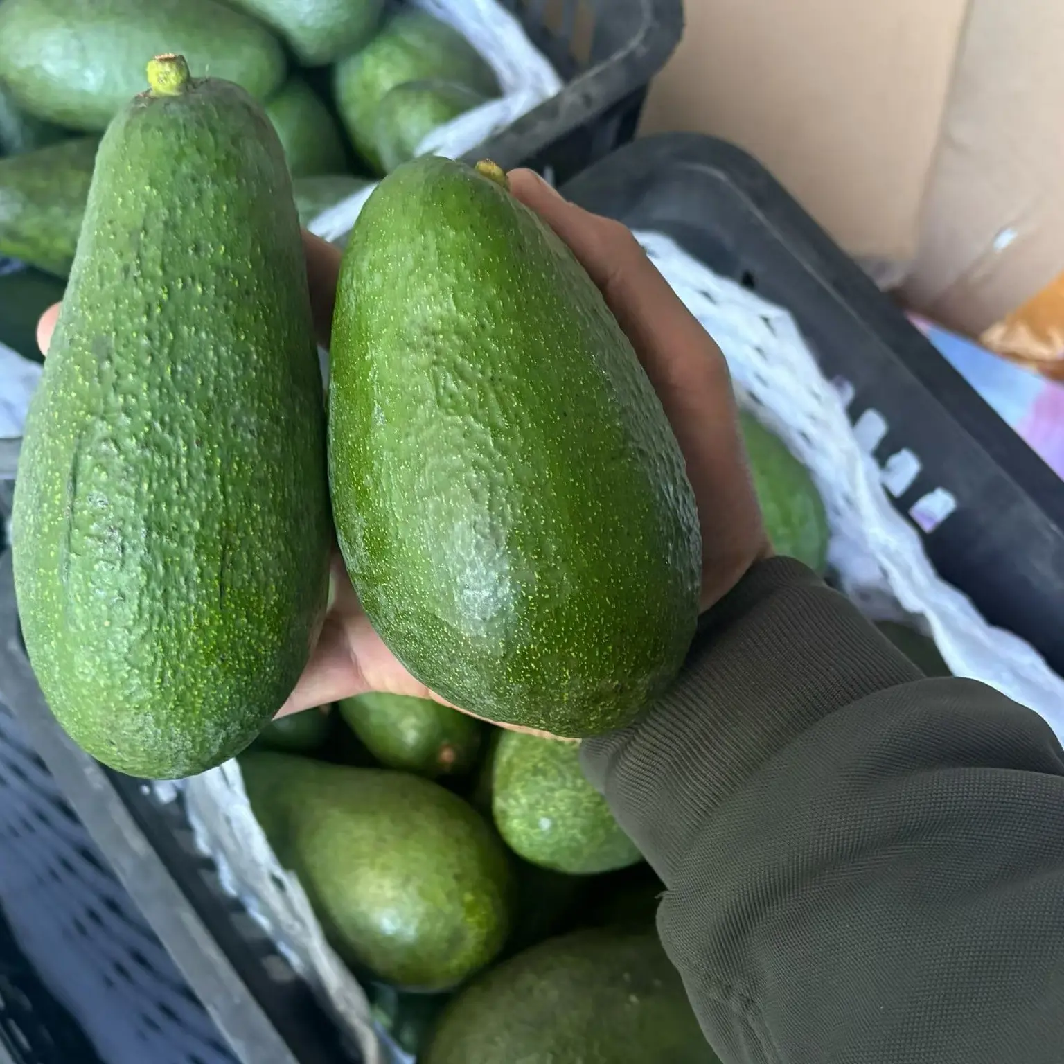 国产云南牛油果新鲜采摘宝妈辅食富尔特【国产之光】