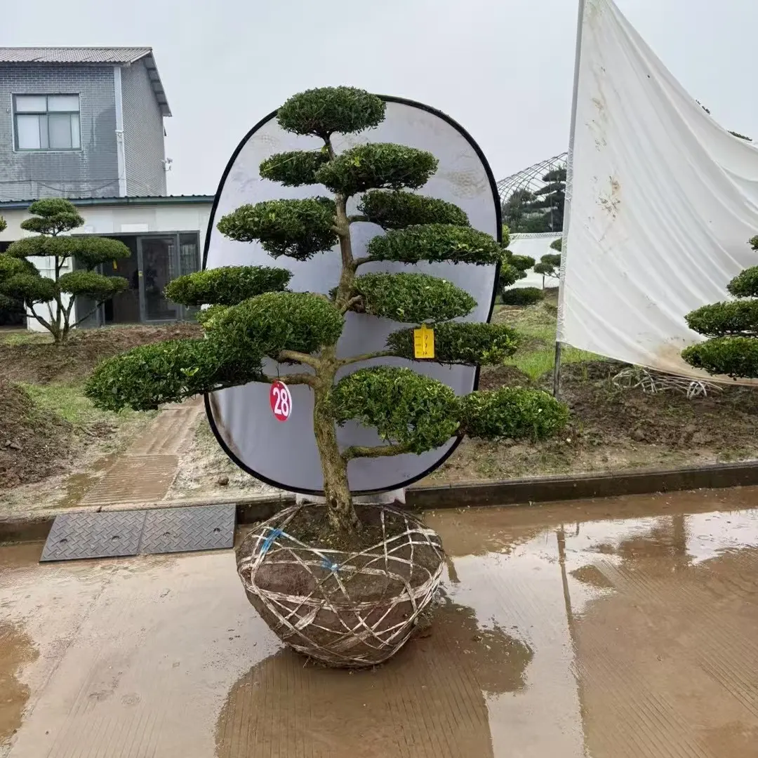 大型造型罗汉松盆栽适用于别墅庭院