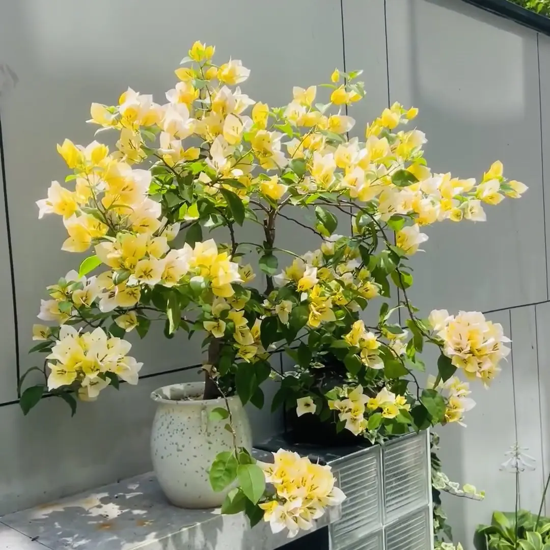 苏瓦娜三角梅绿植盆栽花卉四季开花勤花好养护适合阳台庭院楼顶