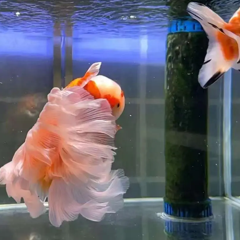 金鱼直播专用链接，需要增氧过滤收货拍完整开箱视频给售后。