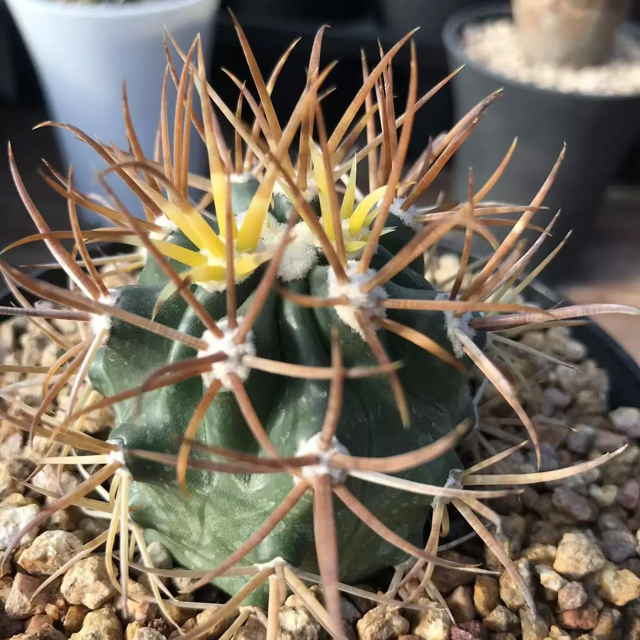 仙人球实生金刺金冠龙球体不含刺直径5.5厘米实物图多肉植物