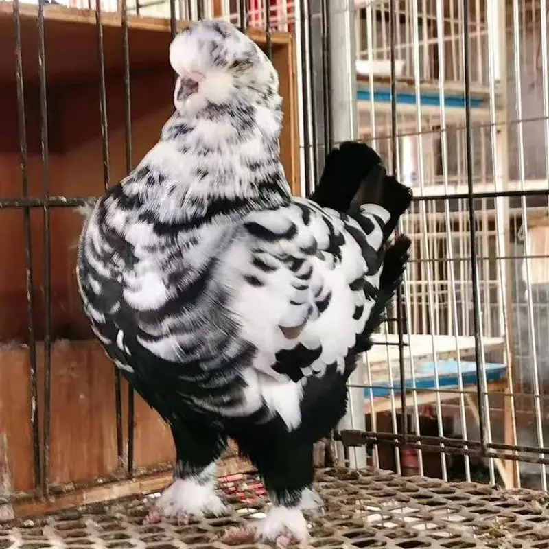 手撕鸽整鸽新鲜现杀农家散养土鸽肉鸽子肉滋补食材体