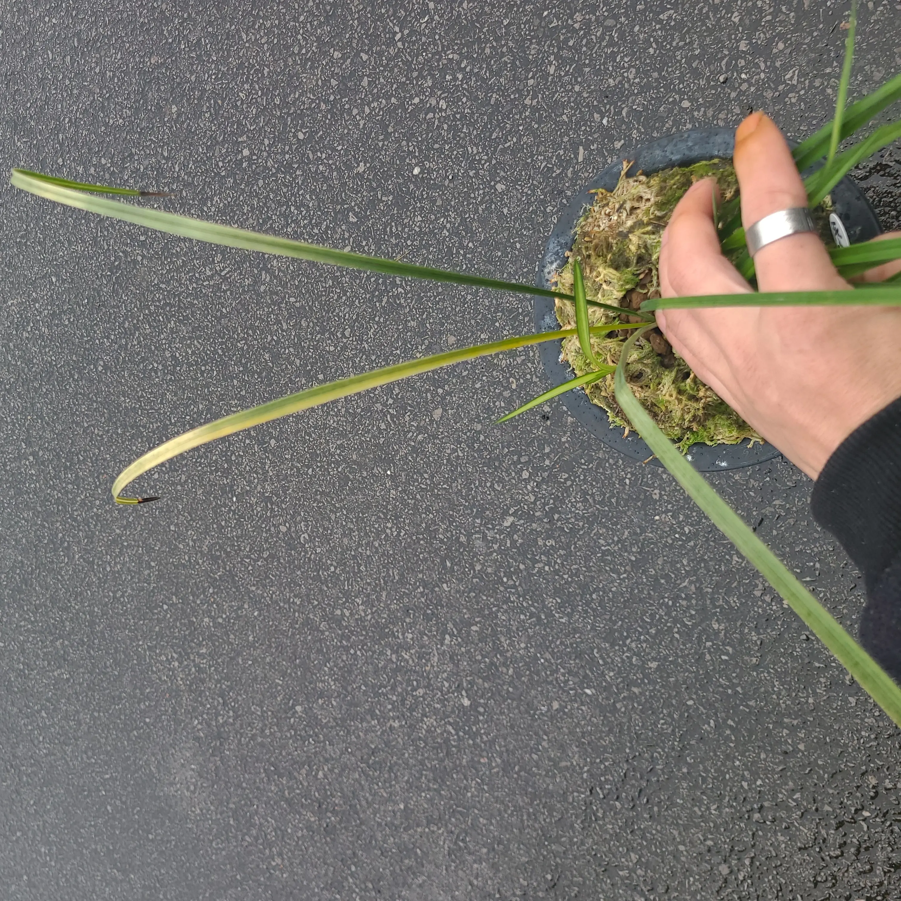 送春先明转色中斑透新品未见花喜欢的来