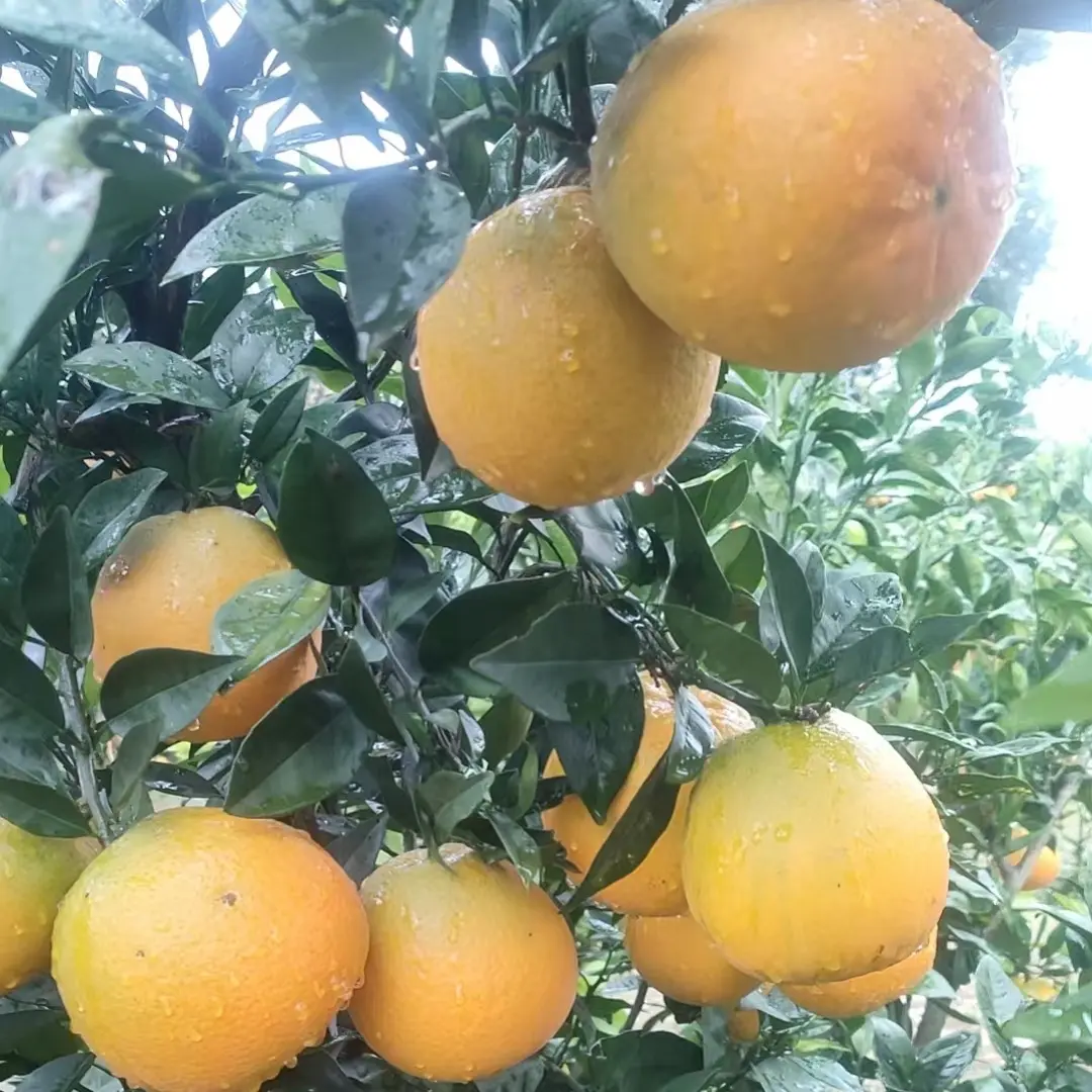 高山橙子纯甜新鲜采摘香甜多汁产地直发水果好吃的橙子