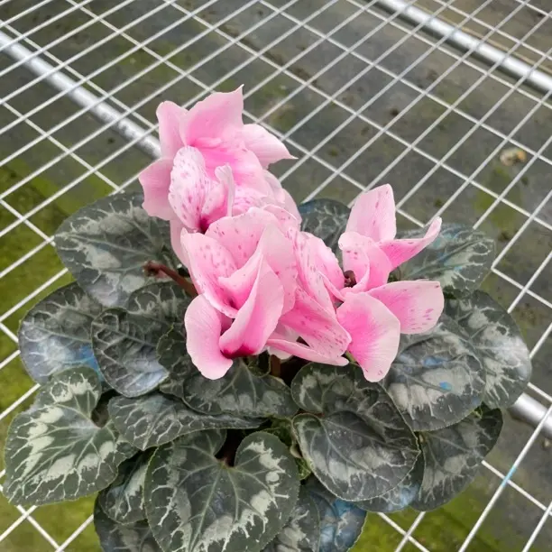 【梦幻粉】仙客来粉色兔耳朵花型好看好养四季开花室内盆