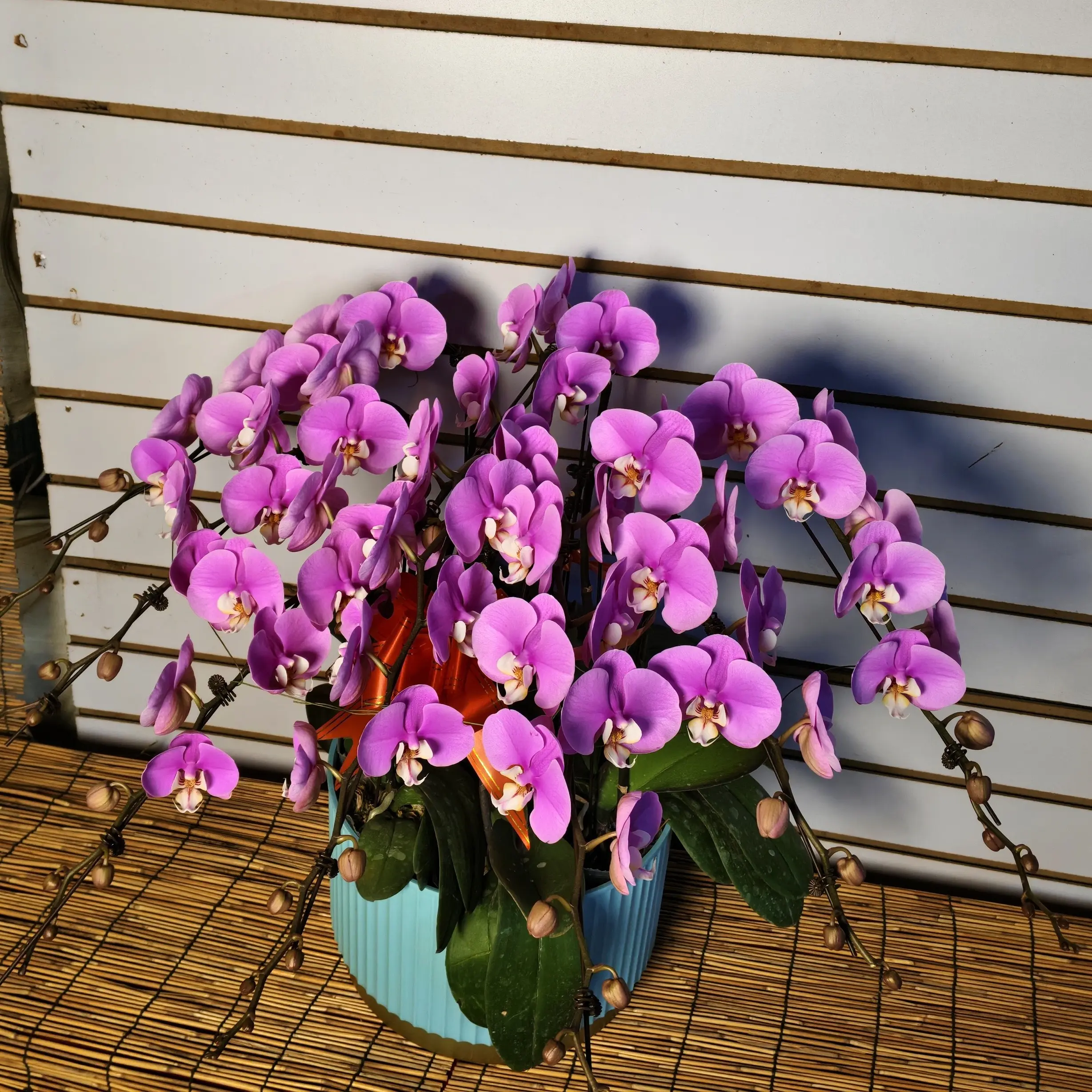 大安娜造型精美带花剑带花苞蝴蝶兰盆栽四季好养活