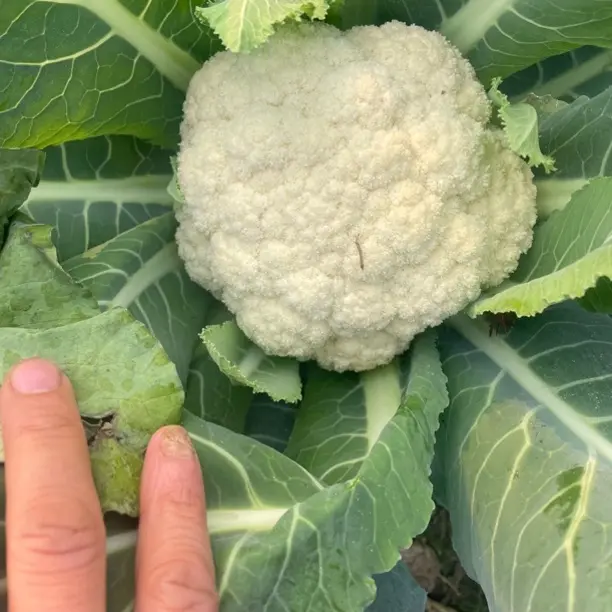 湖南新鲜应季白花菜农家自种现摘现发