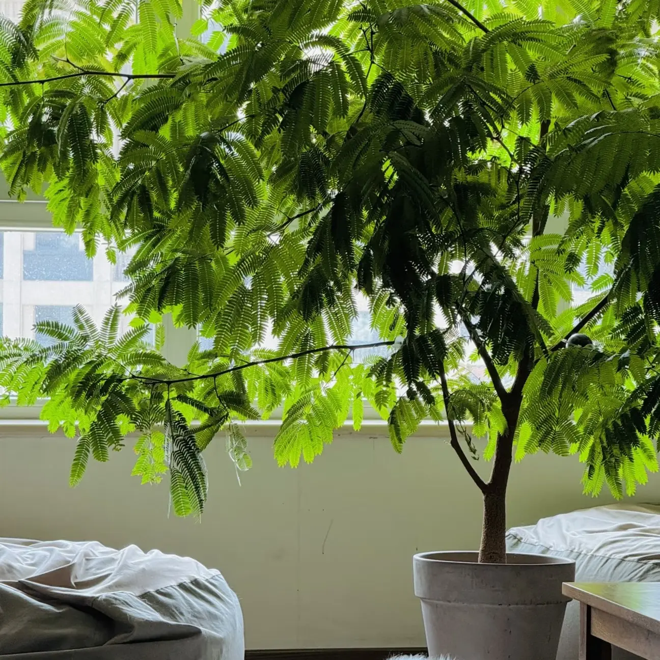 大猴｜老桩Y衩矮胖猴密叶猴耳环室内阳台耐阴观叶绿植网红高级感