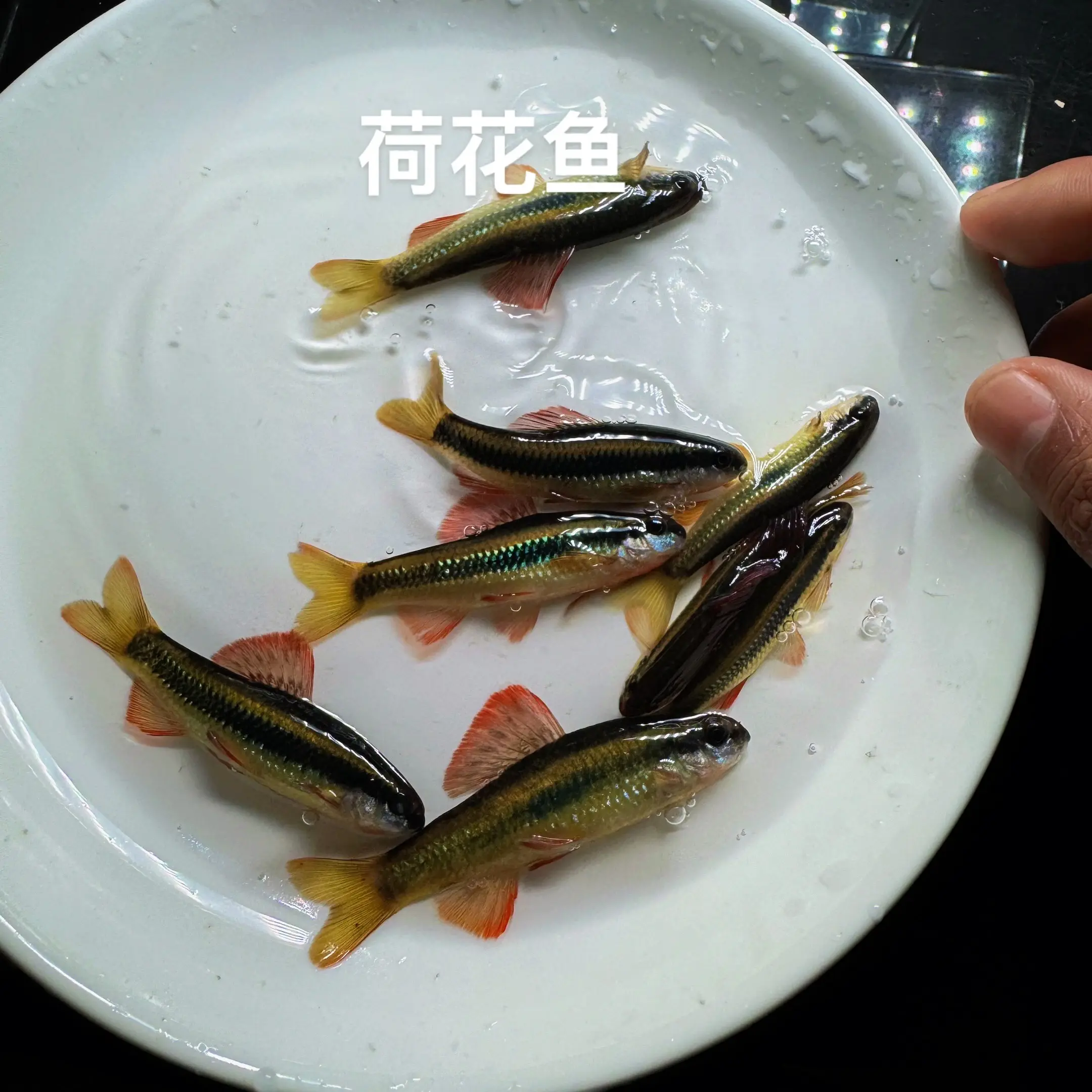 荷花鱼冷水观赏鱼底栖鱼群游可除藻活体鱼