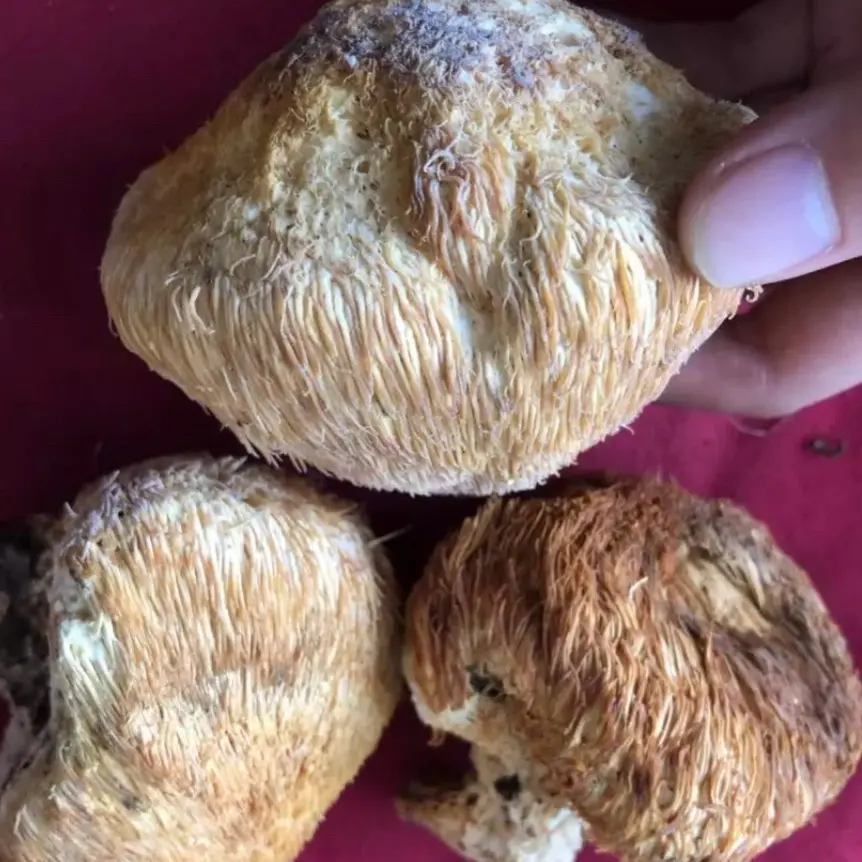 东北深山【猴头菇】自然晾晒一斤