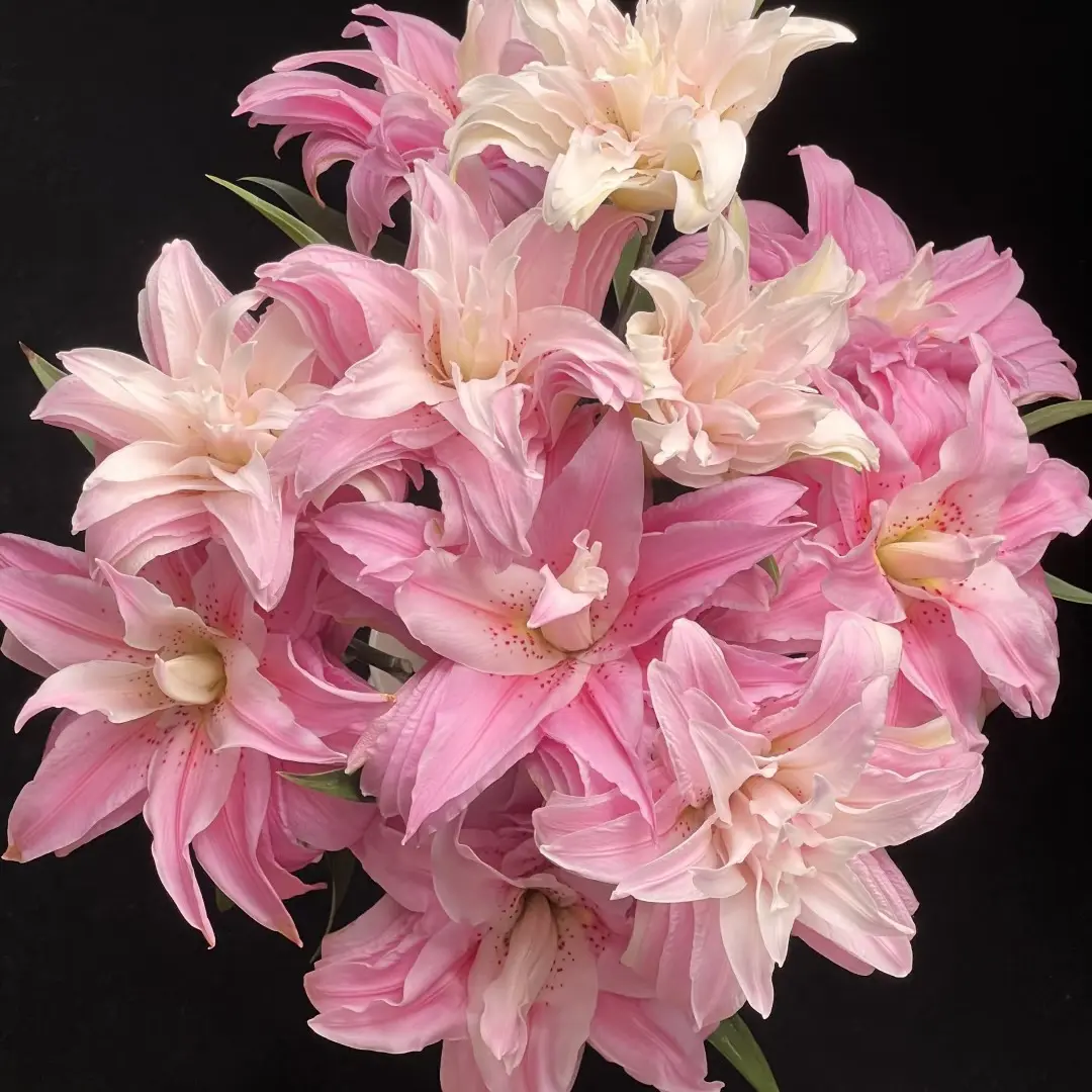 （10把起发）戴安娜单头10支（花店配货）