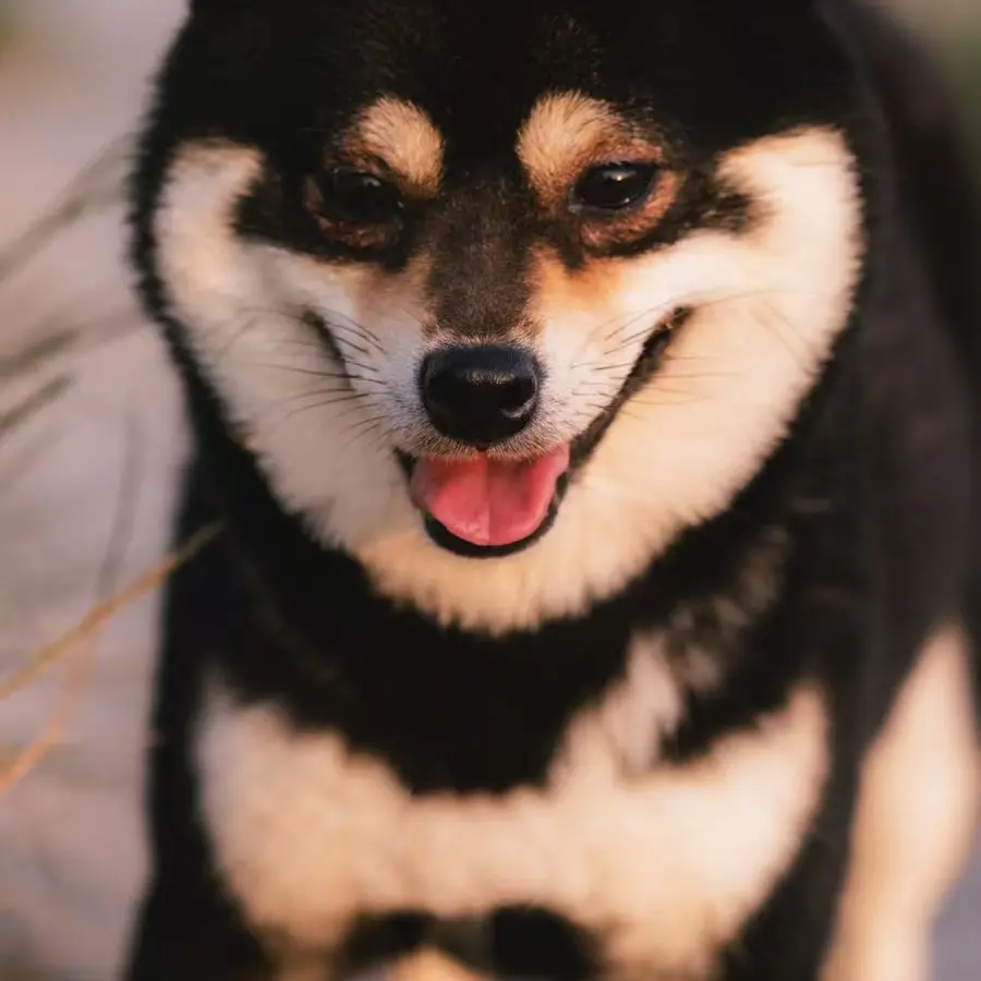 豆柴犬活体狗狗赤柴黑柴白柴成年豆柴犬健康活泼