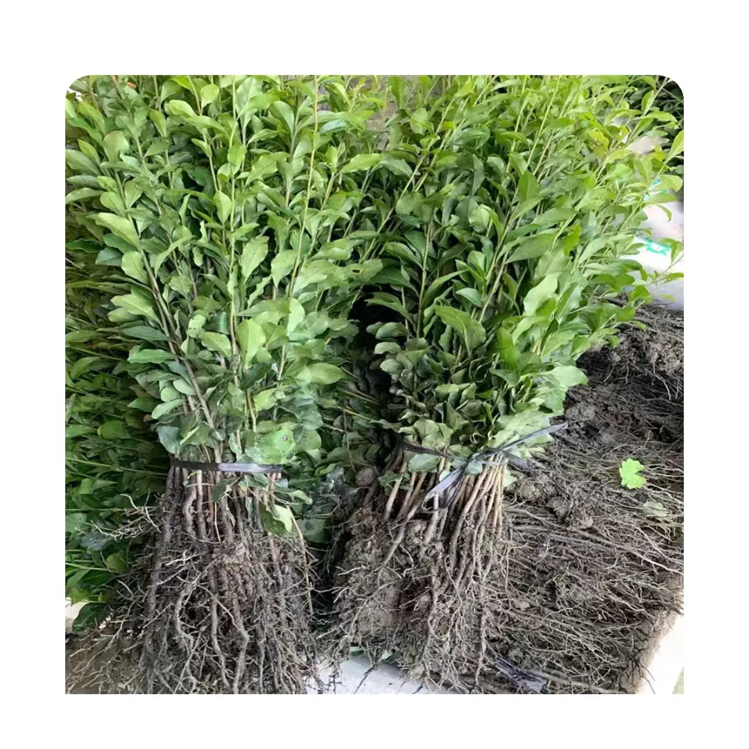 小叶黄杨苗瓜子黄杨苗现挖带根易活庭院绿篱树苗绿植盆栽可种植