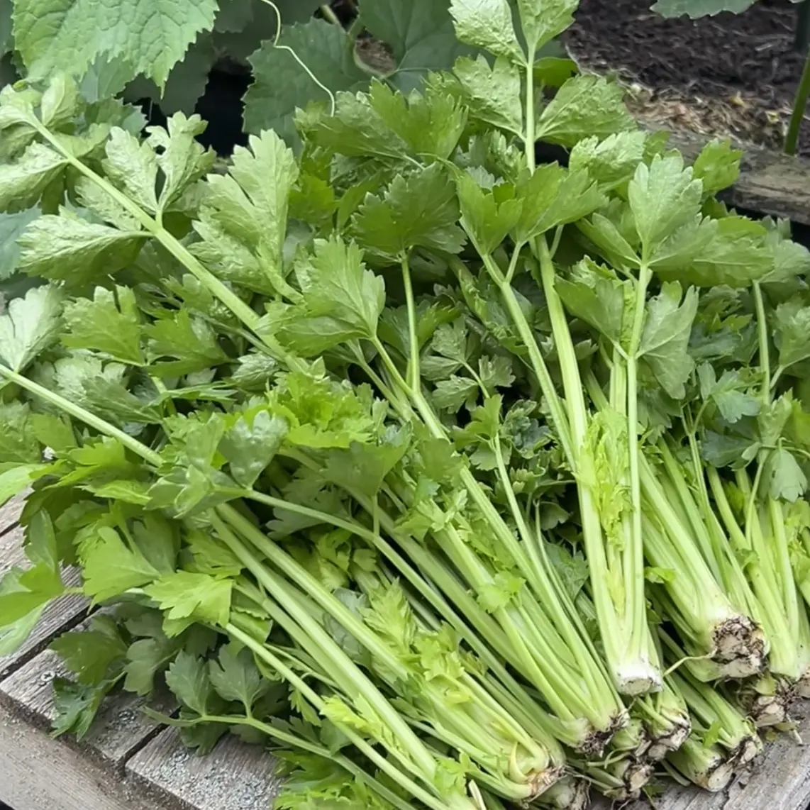 新鲜现摘现发芹菜