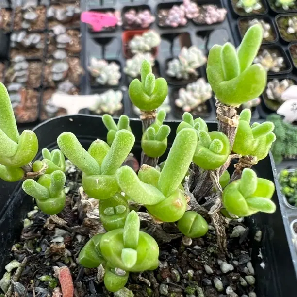 枝干兔子精品多肉植物枝干番杏办公室好养绿植盆栽