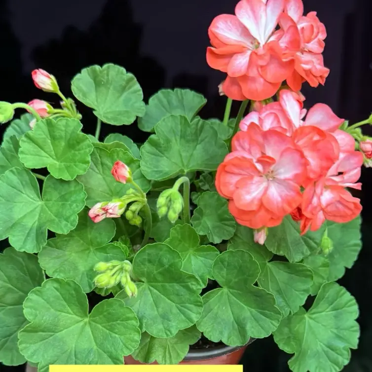 英格丽德重瓣天竺葵盆栽带花苞直立大花球四季阳台庭院开花好养