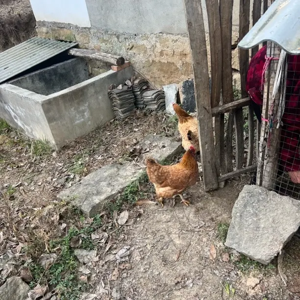 农家散养土鸡走地鸡现杀新鲜生态散养老母鸡竹林散养土鸡