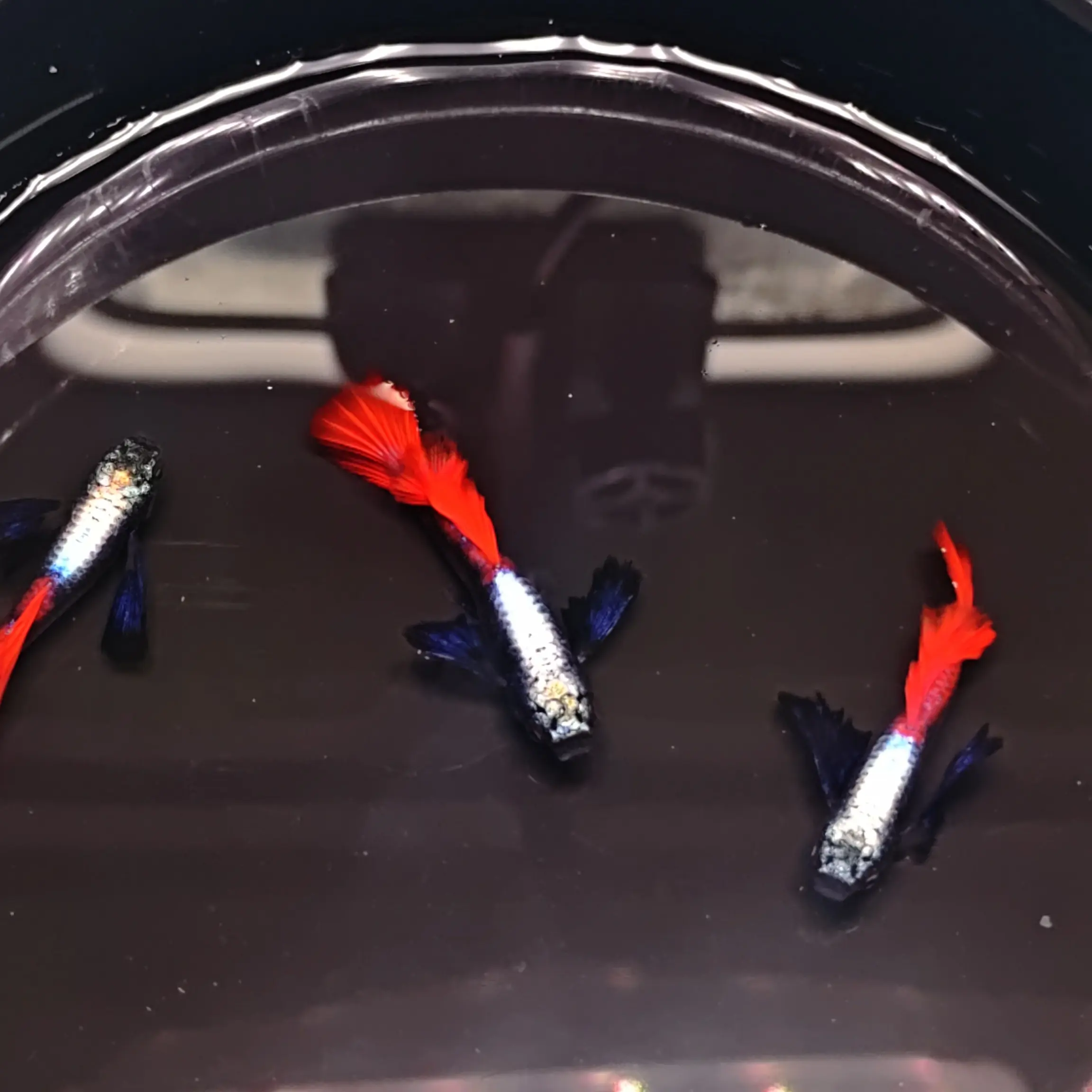 精品白金象耳孔雀鱼观赏鱼好养耐活