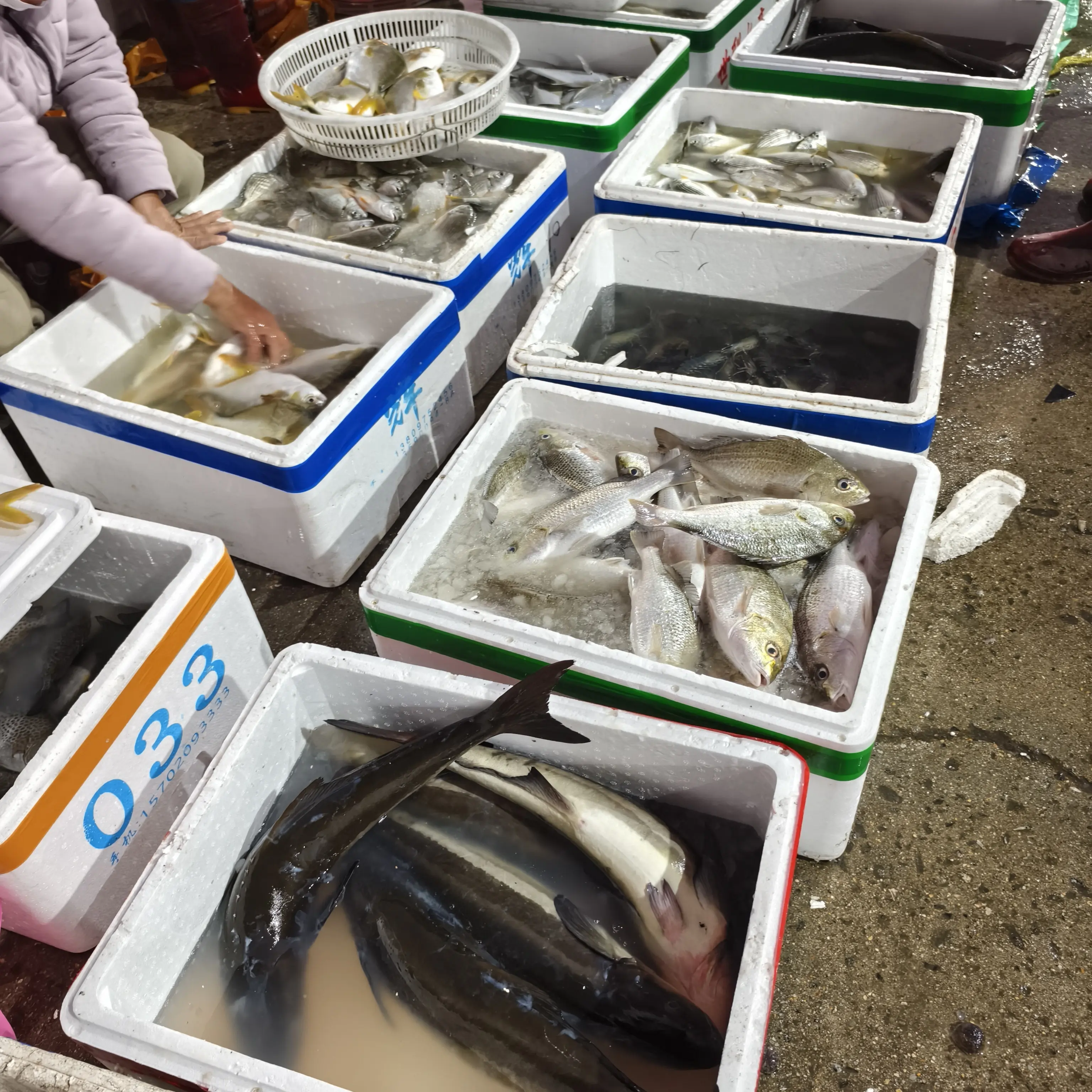 【一物一拍】阿管海鲜代购博贺港码头新鲜海捕针良鱼海鲜